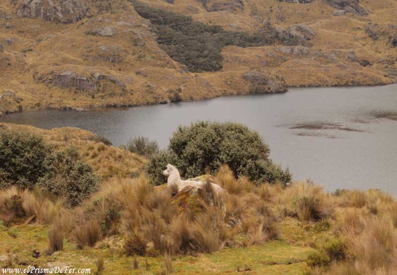 Una llama en el Parque Nacional Cajas