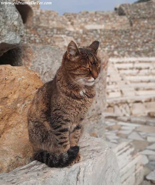 El gato guía de Éfeso