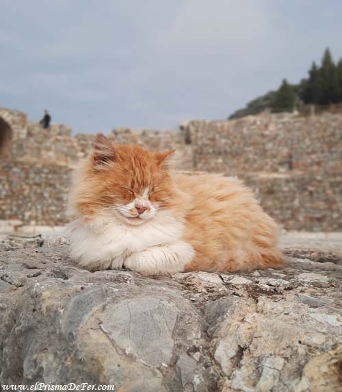 El asistente del gato guía