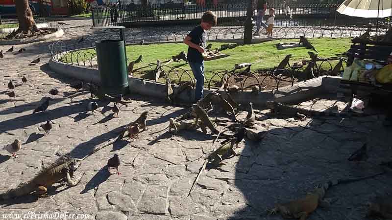 Parque de las Iguanas en Guayaquil - Ecuador