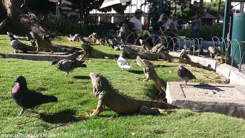 Las iguanas tomando sol en el Parque Centenario - Guayaquil