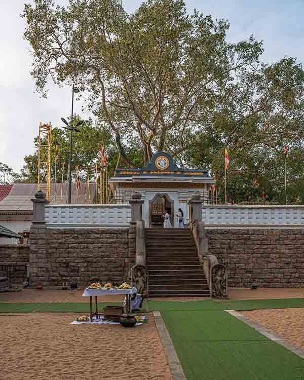 Arbol sagrado en Anuradhapura