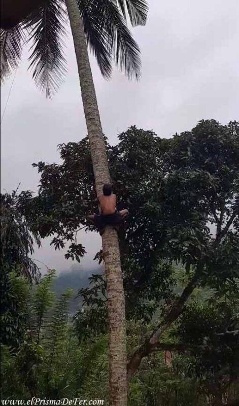 Un hombre buscando cocos en Sri Lanka sin seguridad alguna 