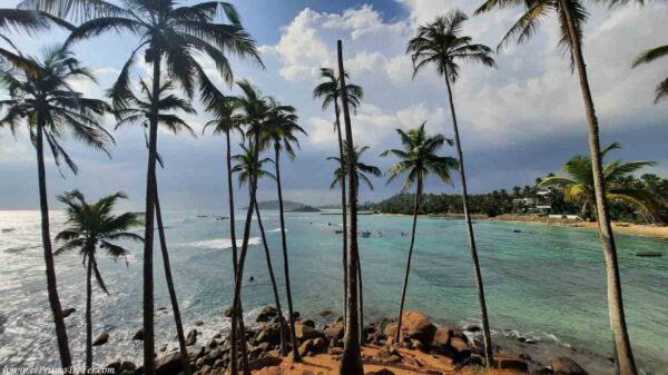 Palmeras en la Playa de Mirissa en Sri Lanka