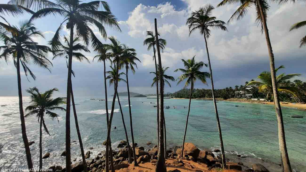 Palmeras en la Playa de Mirissa en Sri Lanka