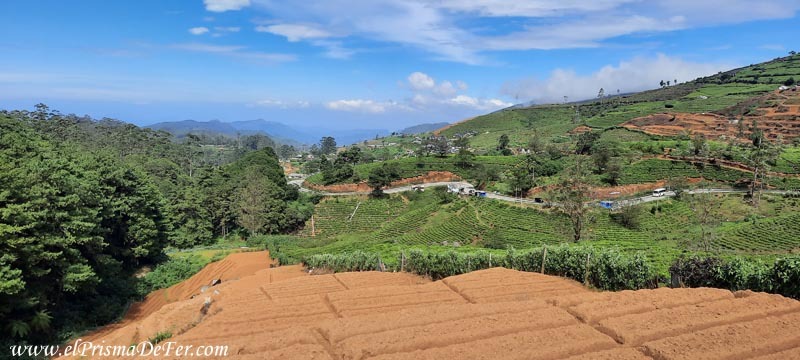 Plantaciones de te en Nuwara Eliya