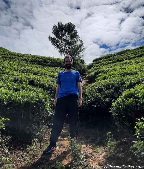 En una plantación de Te en Nuwara Eliya