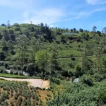 Campos de te en Nuwara Eliya en Sri Lanka