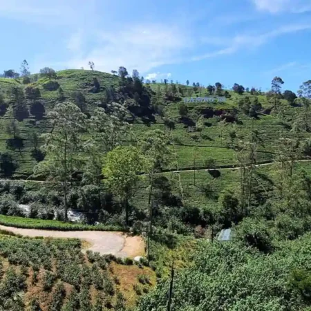 Qué hacer en Nuwara Eliya, con visitas a plantaciones de té y cascadas