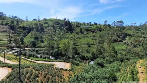 Campos de te en Nuwara Eliya en Sri Lanka