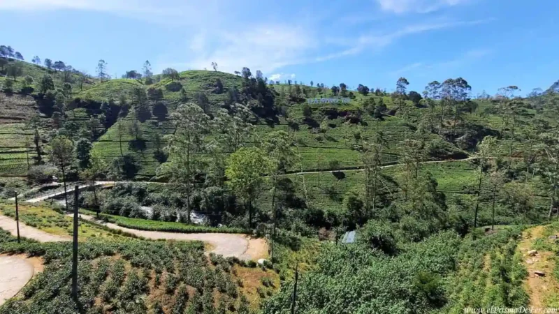 Campos de te en Nuwara Eliya en Sri Lanka