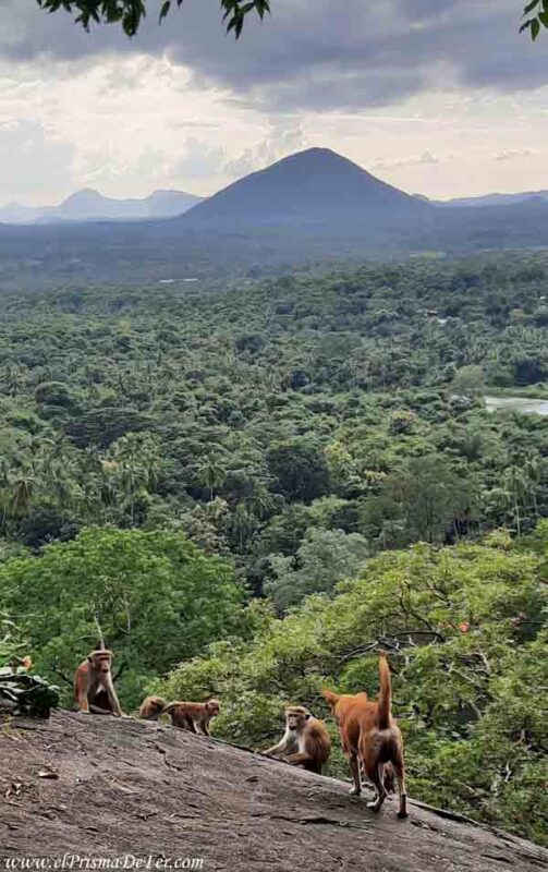 Se ven muchos monos camino a las cuevas de Dambulla