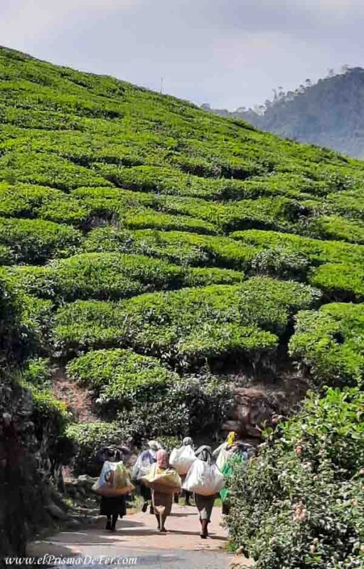 Mujeres Tamil en plantaciones de té