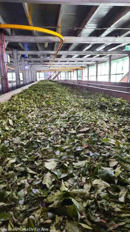 Fabrica de Té en Nuwara Eliya