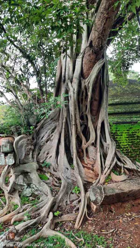 Árboles milenarios, al estilo Angkor Wat