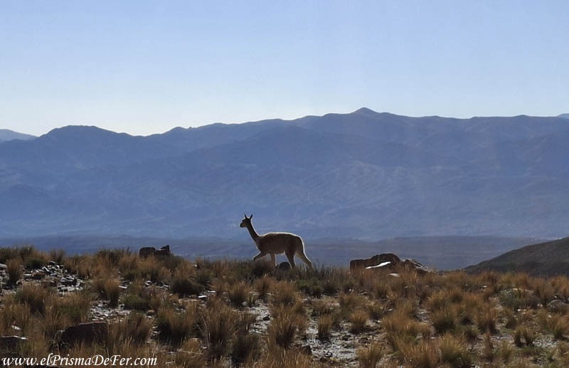 Avistaje de Vicuñas camino al Hornocoal