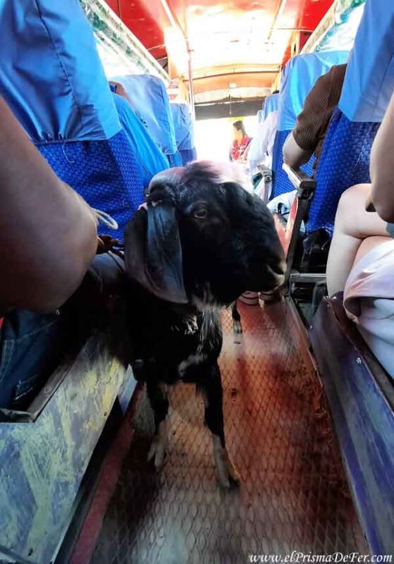 Un bus local en Nepal con una cabra como pasajero