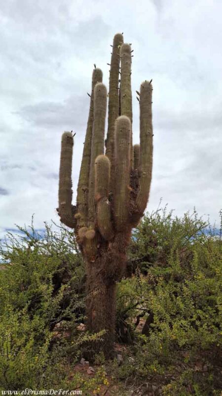 Un cactus gigante en Uquía