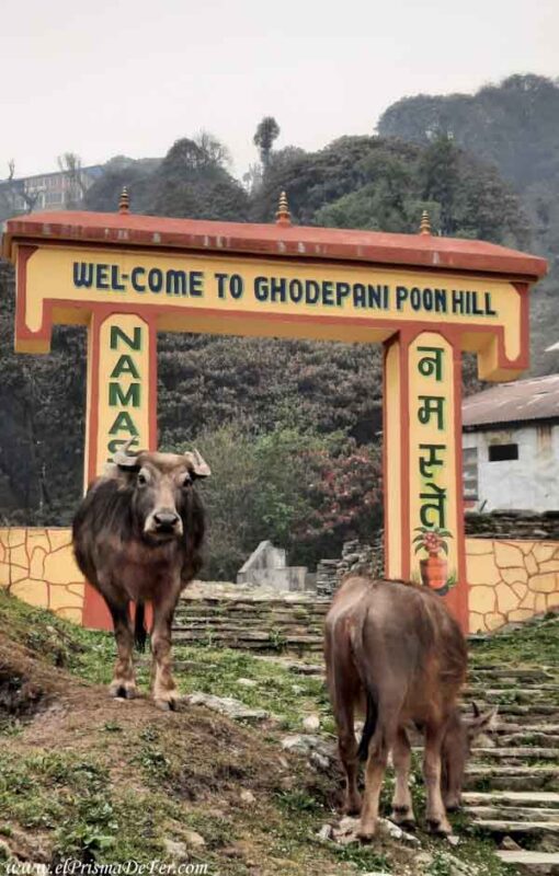 Entrando a Ghorepani desde Tatopani - Trekking al Annapurna Base Camp