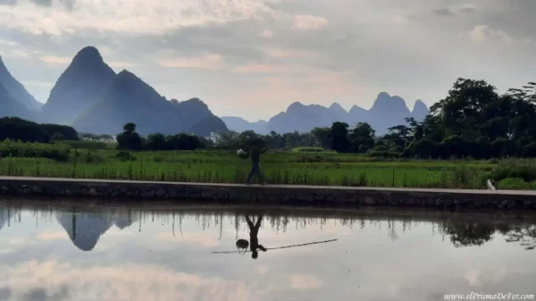 Campos de arrozales en Yangshuo