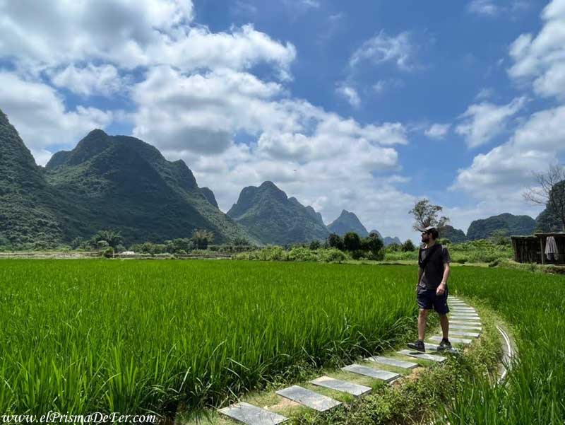 Caminando entre los arrozales, paisaje de película
